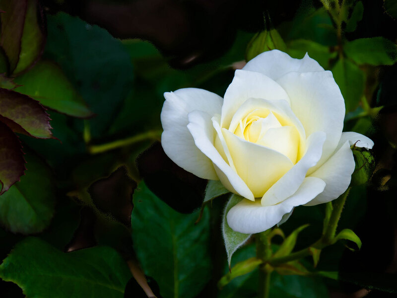 White Rose Flower — Serene, Photograph, Leaves