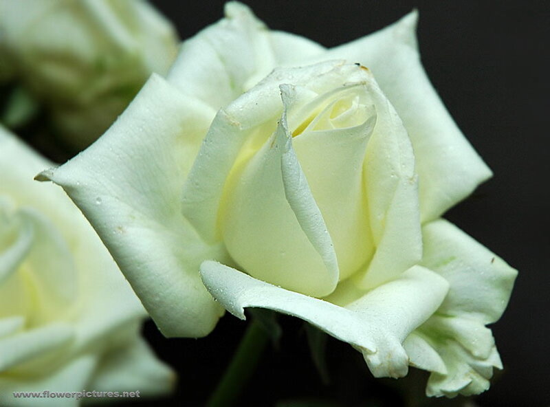 White Rose Flower — Serene, Photograph, Petal