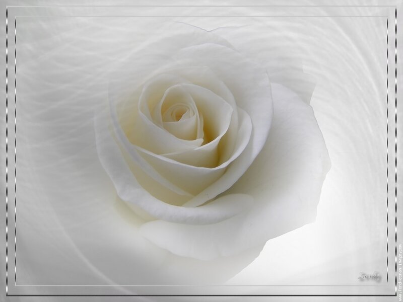 White Rose Flower — Serene, Photograph, Petals, Background
