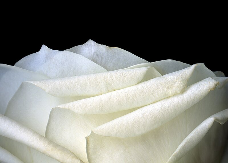 White Rose Flower — Serene, Photograph, Petals, Black Background