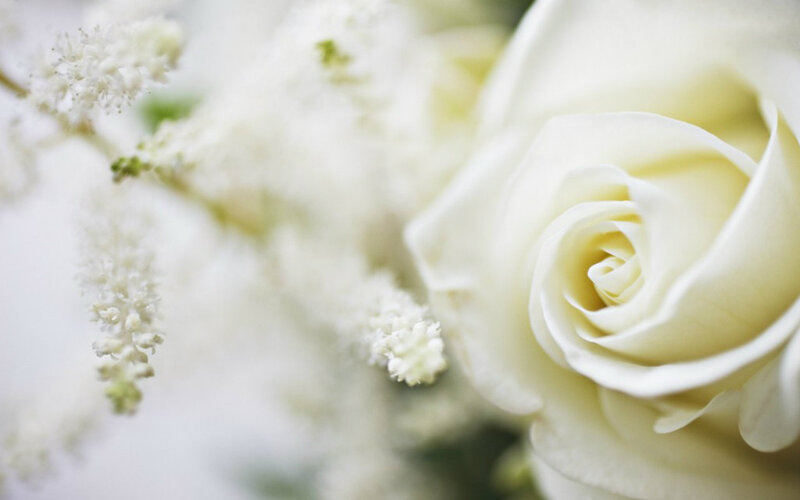 White Rose Flower — Serene, Photograph, Petals, Bloom