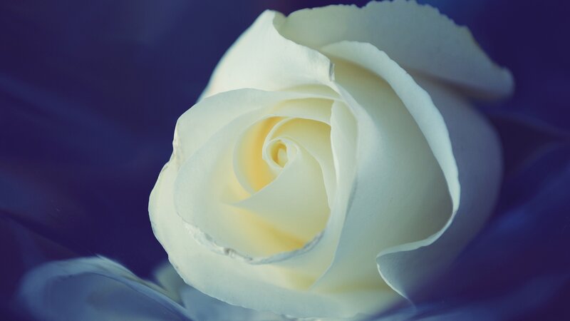 White Rose Flower — Serene, Photograph, Petals, Blue Background