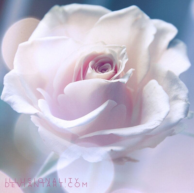 White Rose Flower — Serene, Photograph, Petals, Blurred Background