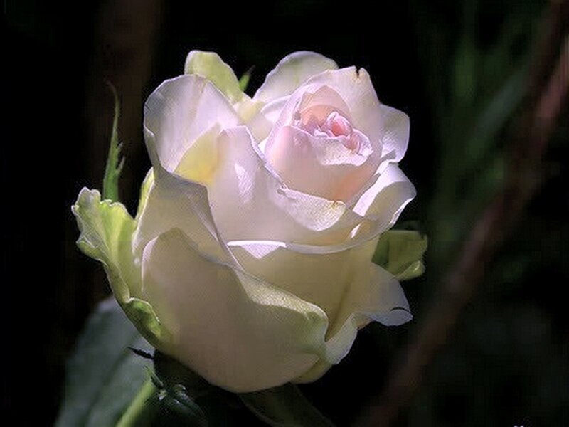 White Rose Flower — Serene, Photograph, Petals, Bud