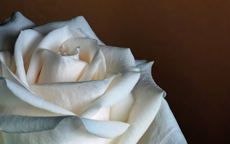 White Rose Flower — Serene, Photograph, Petals, Dark Background