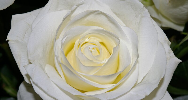 White Rose Flower — Serene, Photograph, Petals, Green Leaves