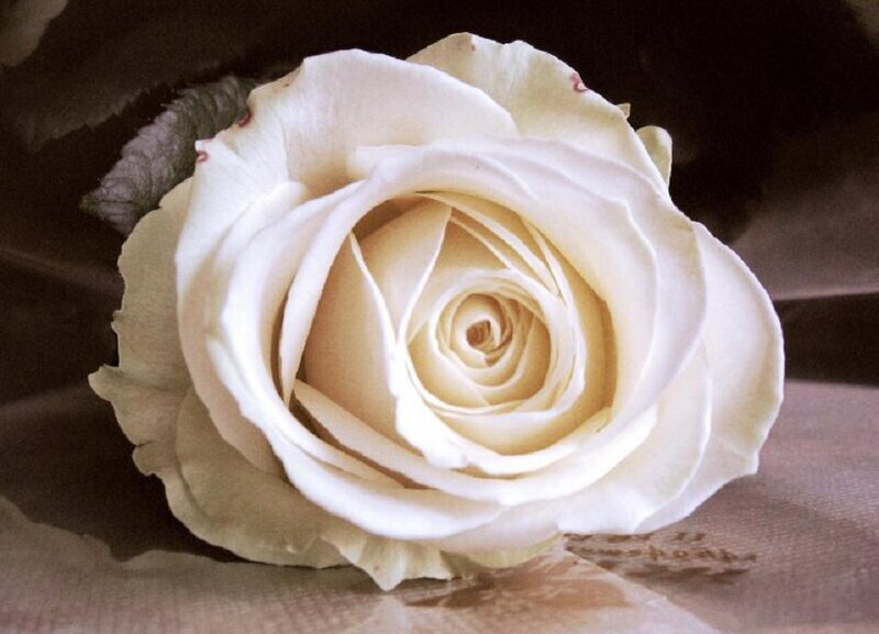 White Rose Flower — Serene, Photograph, Petals, Leaf, Fabric