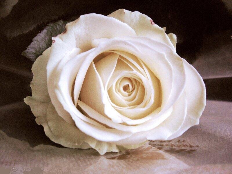 White Rose Flower — Serene, Photograph, Petals, Leaf