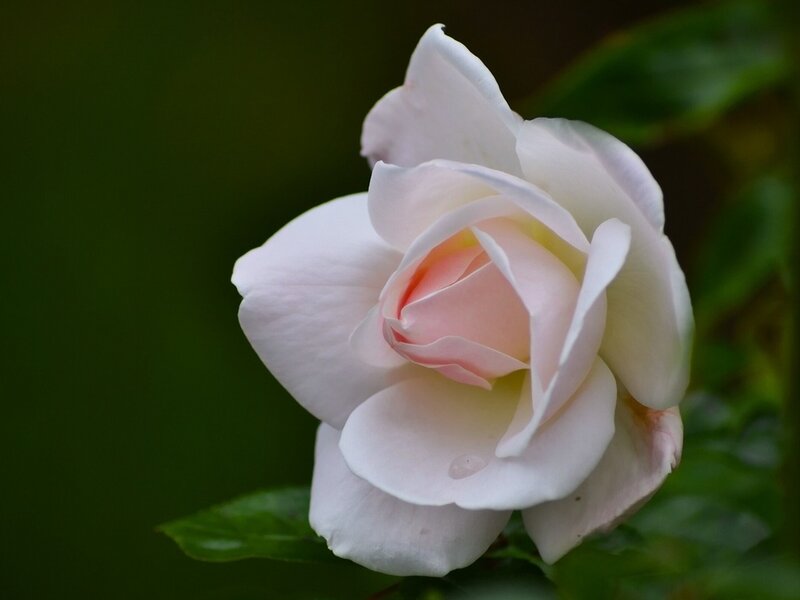White Rose Flower — Serene, Photograph, Petals, Leaf, Water Droplet