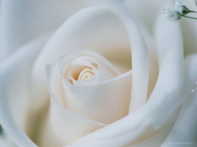 White Rose Flower — Serene, Photograph, Petals, Small White Flowers