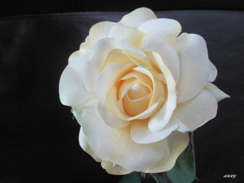 White Rose Flower — Serene, Photograph, Petals, Stem, Leaf