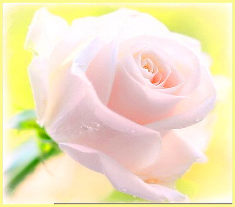 White Rose Flower — Serene, Photograph, Petals, Stem