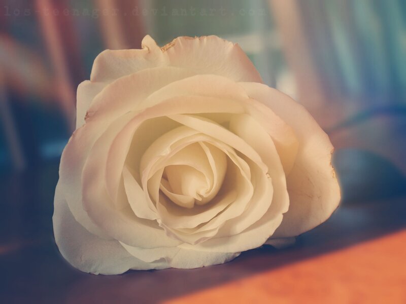 White Rose Flower — Serene, Photograph, Petals, Surface