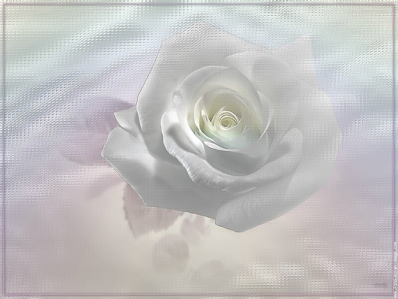 White Rose Flower — Serene, Photograph, Petals