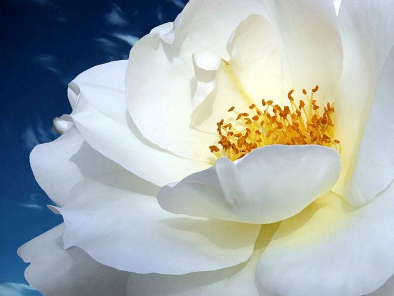 White Rose Flower — Serene, Photograph, Stamen