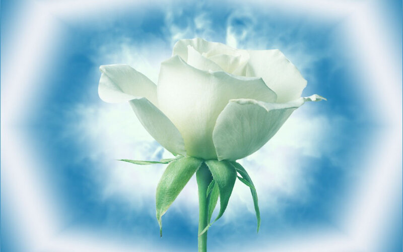 White Rose Flower — Serene, Photograph, Stem, Clouds