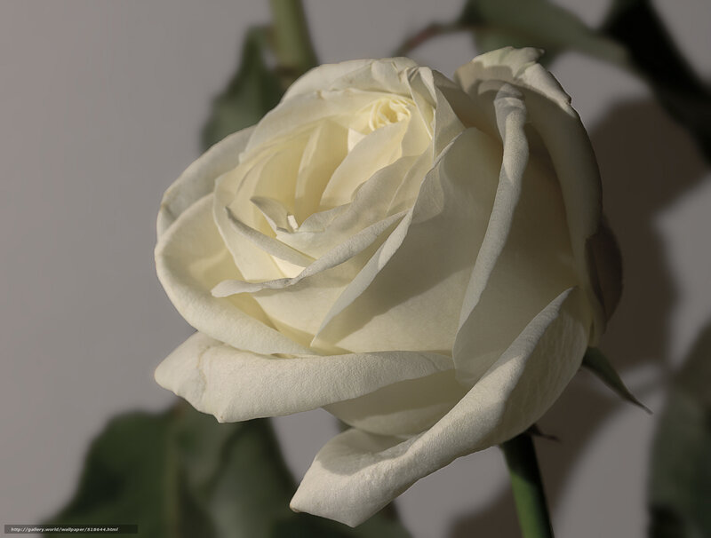 White Rose Flower — Serene, Photograph, Stem, Leaf, Shadow