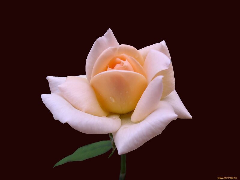 White Rose Flower — Serene, Photograph, Stem, Leaf
