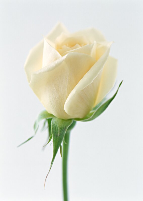 White Rose Flower — Serene, Photograph, Stem, Petals, Leaf