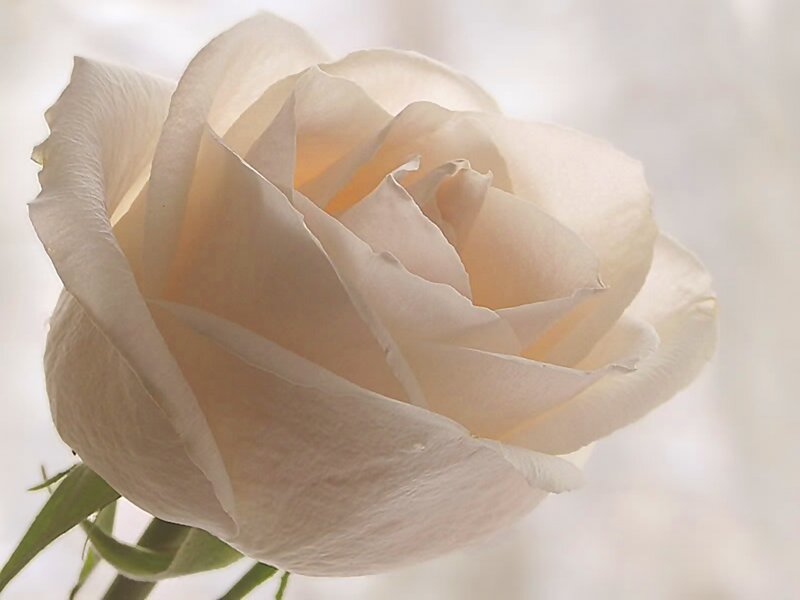 White Rose Flower — Serene, Photograph, Stem, Petals