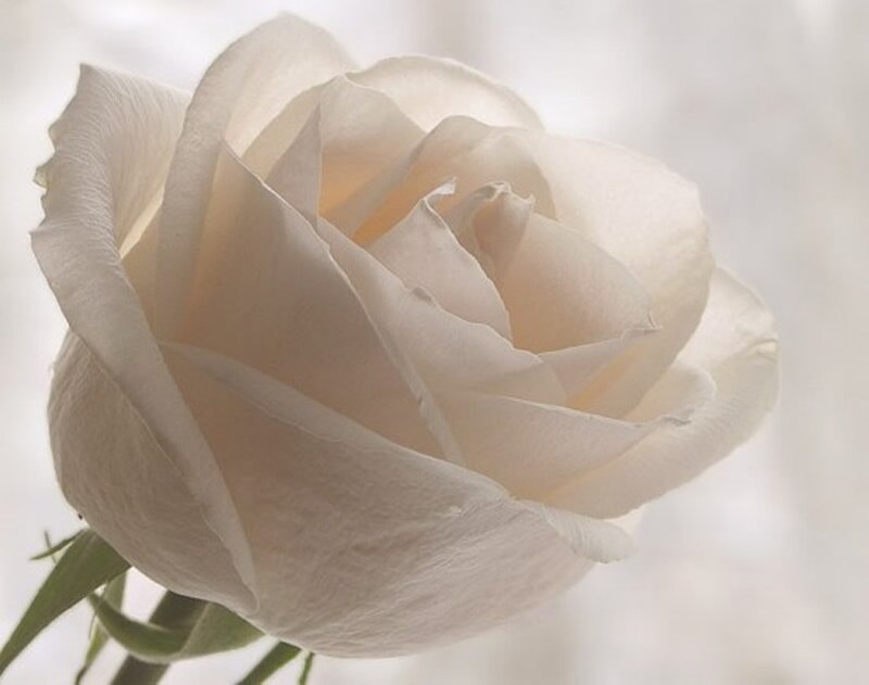 White Rose Flower — Serene, Photograph, Stem