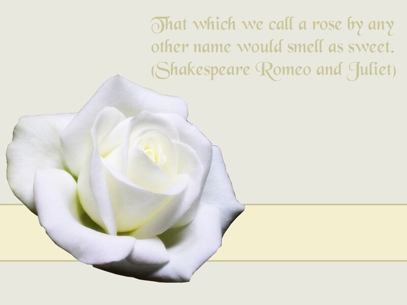 White Rose Flower — Serene, Photograph, Text
