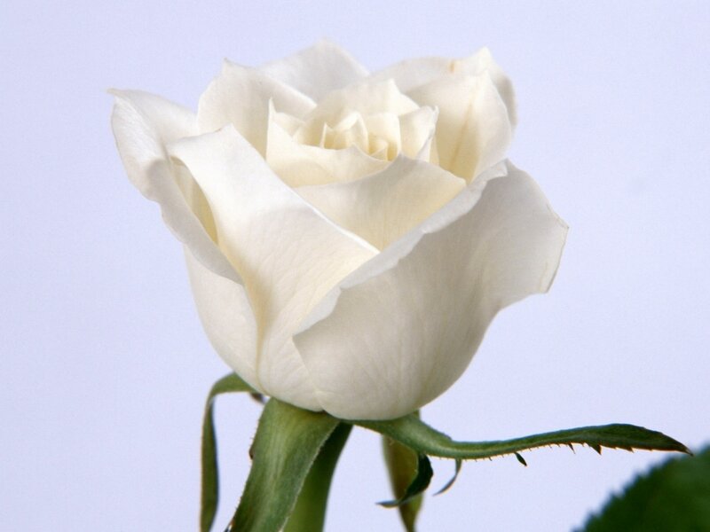 White Rose Flower — Serene, Photograph