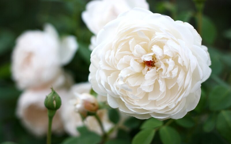 White Rose Flower — Serene, Spring, Photograph, Bloom
