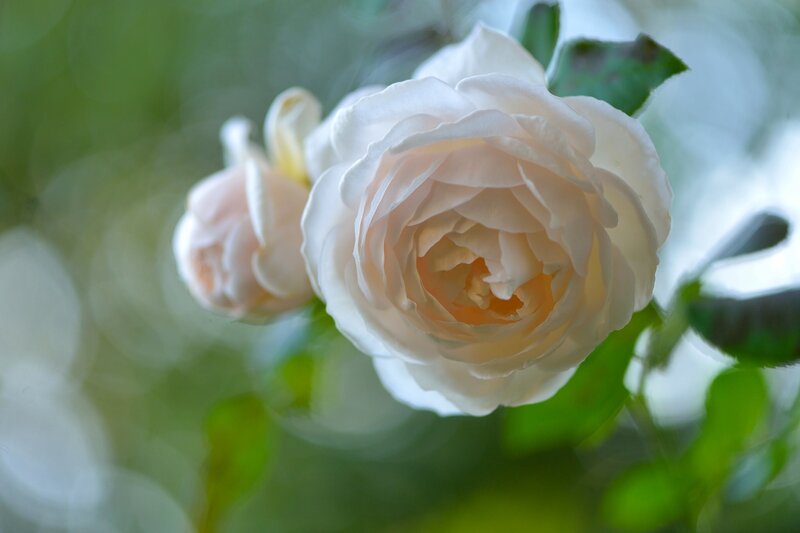 White Rose Flower — Serene, Spring, Photograph, Bud