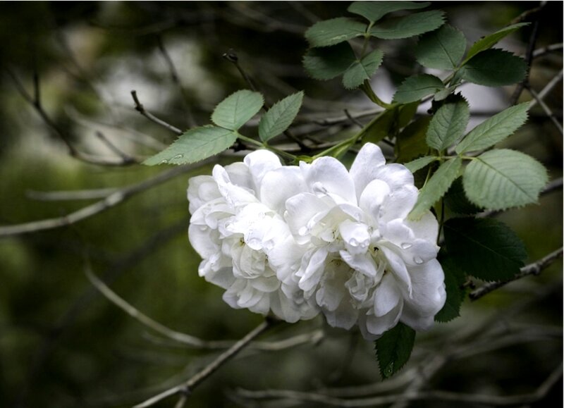White Rose Flower — Serene, Spring, Photograph