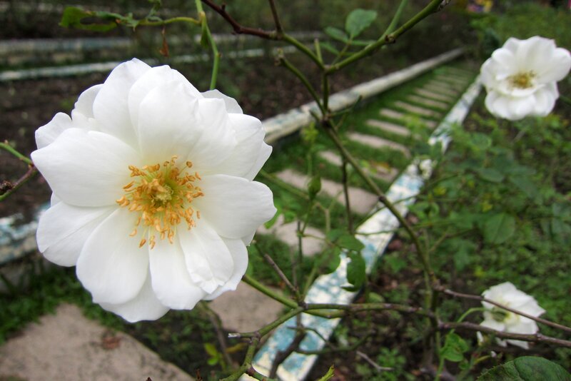 White Rose Flower — Serene, Spring
