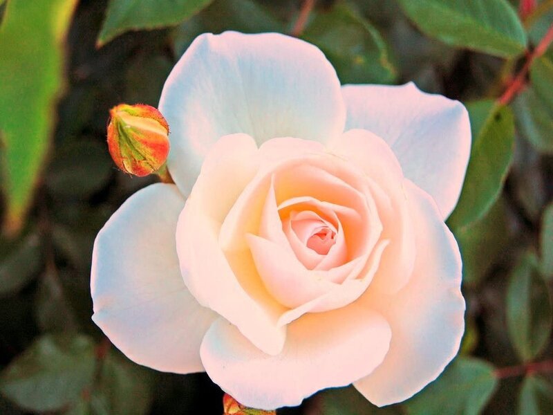 White Rose Flower — Serene, Sunset, Photograph