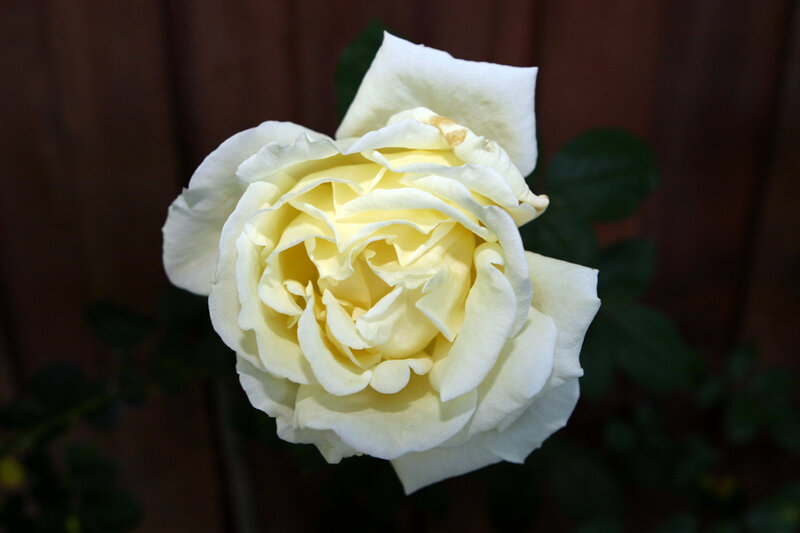 White Rose Flower — Serene