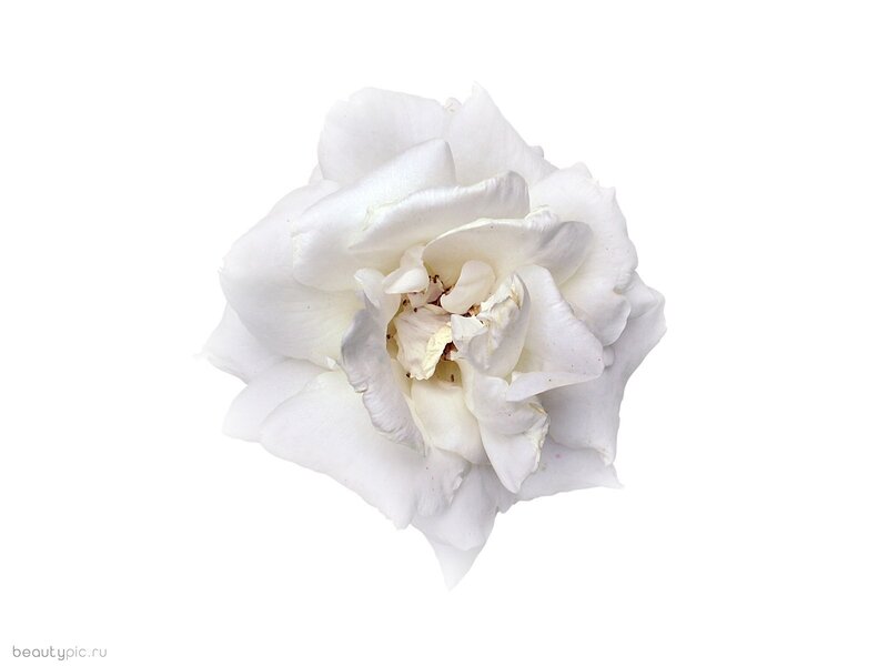 white rose flower