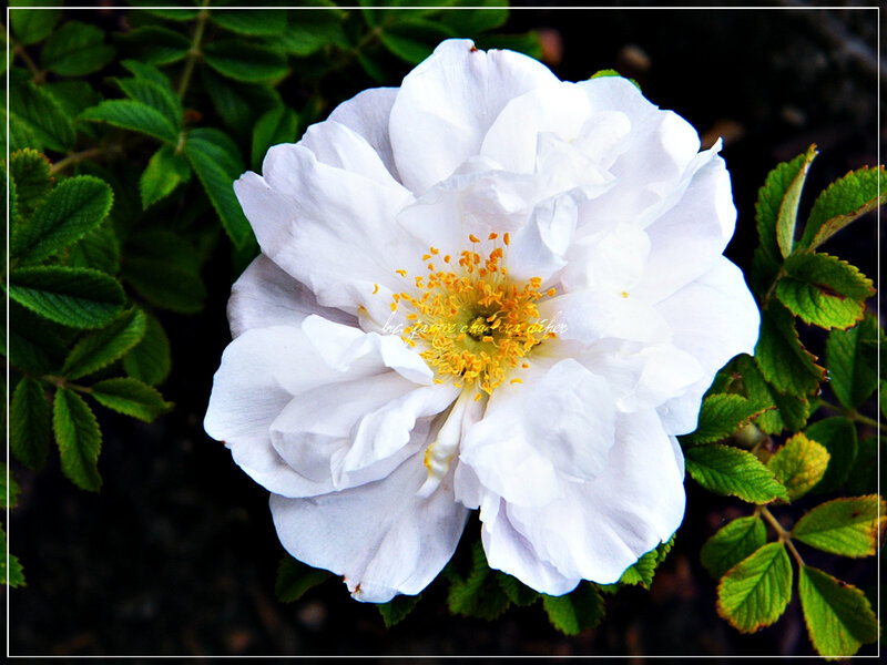 White Rose Flower — Yellow Stamen