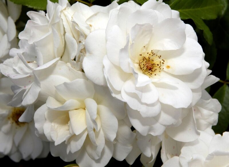 White Rose Flowers — Calm, Afternoon
