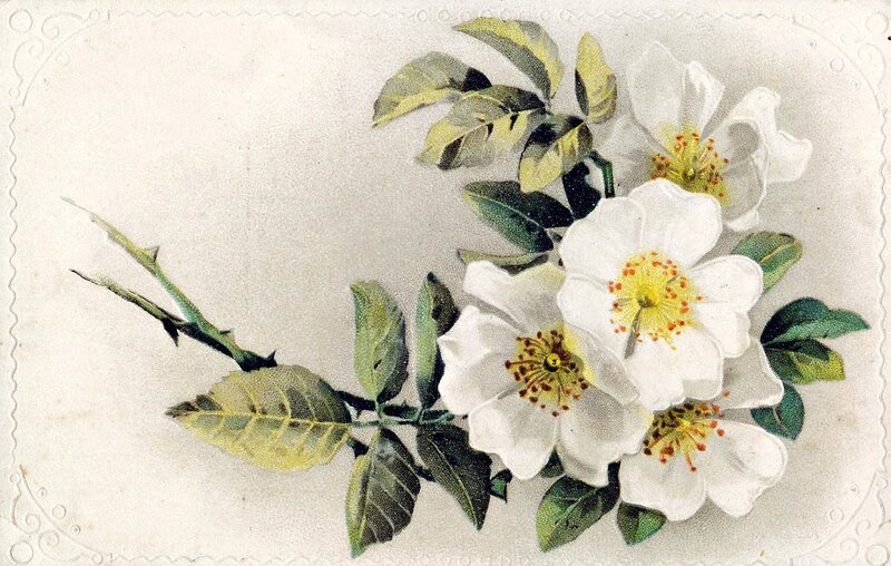White Rose Flowers — Calm, Illustration