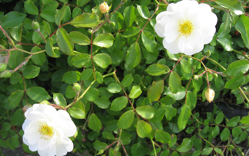 White Rose Flowers — Calm