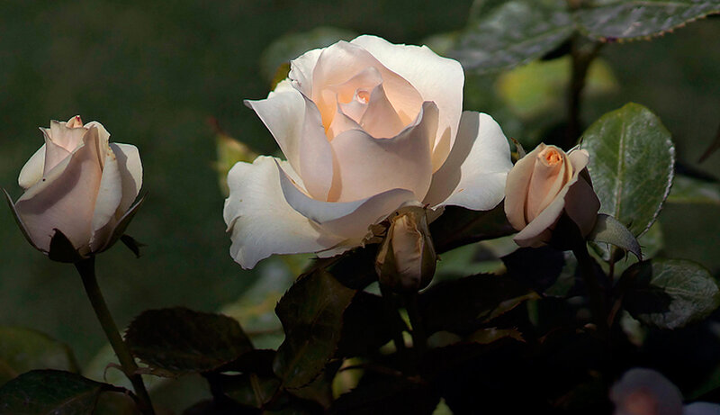 White Rose Flowers — Serene