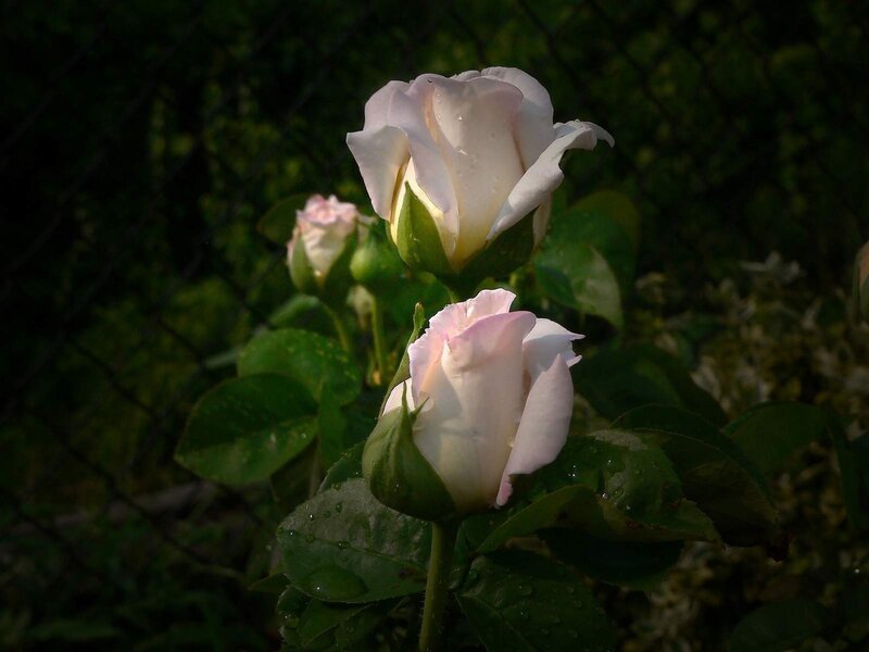 White Rose Flowers