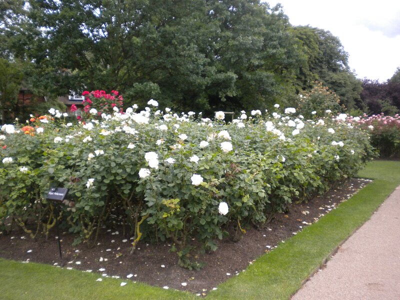 white rose garden display