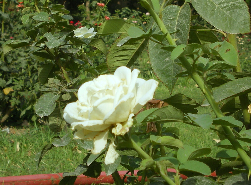 White rose in a garden