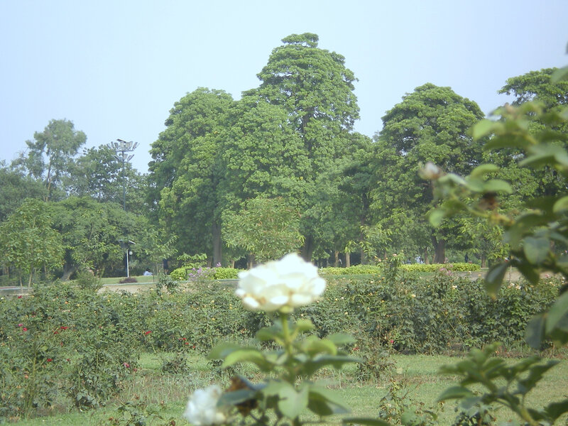 White rose in a park