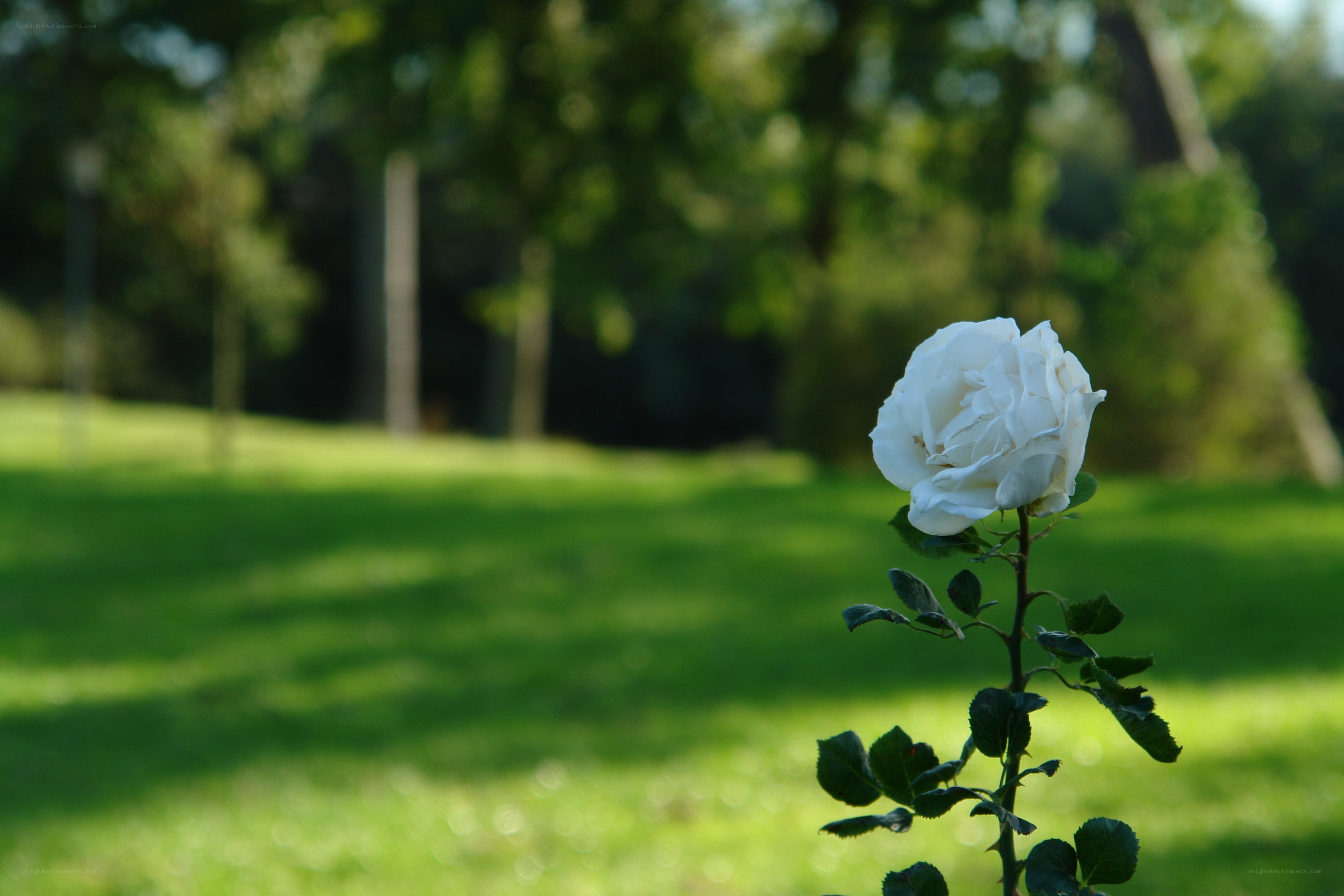 White rose in a park