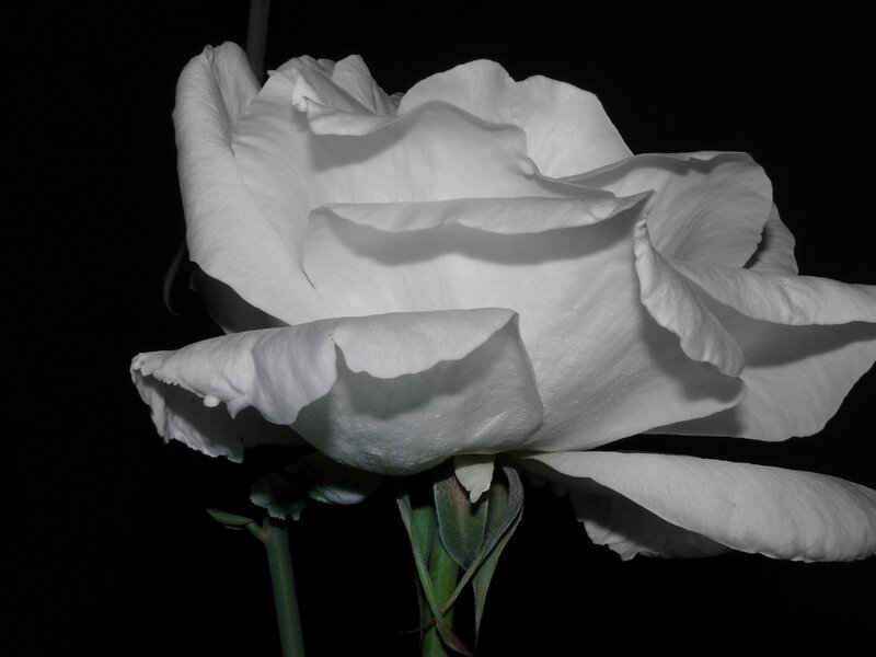 white rose in black and white
