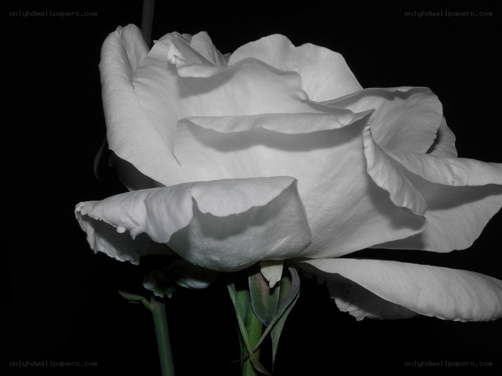 white rose in black and white