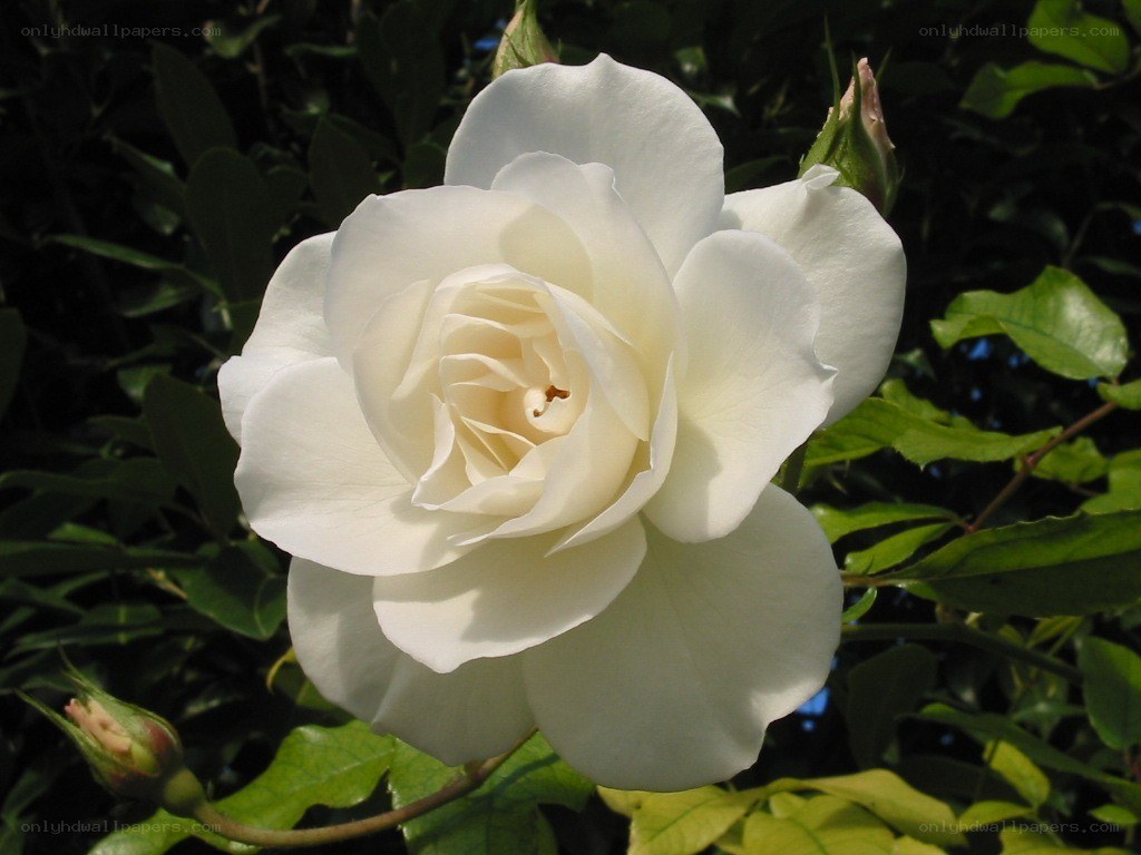 white rose in bloom