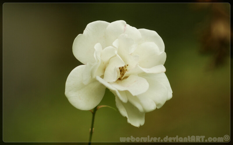 white rose in bloom