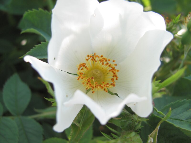 white rose in bloom