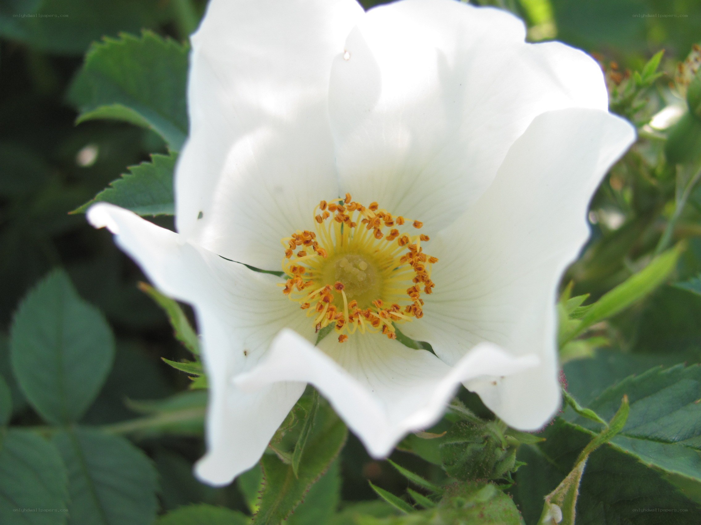 white rose in bloom